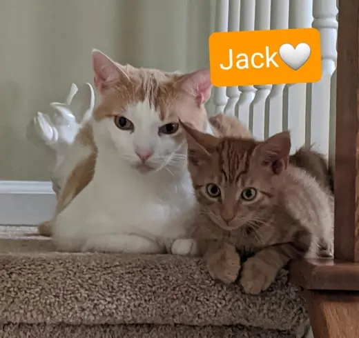Jack