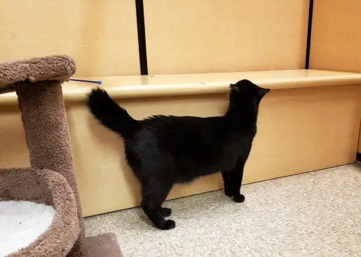 Obi-Wan Catnobi
