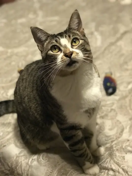 Katalie