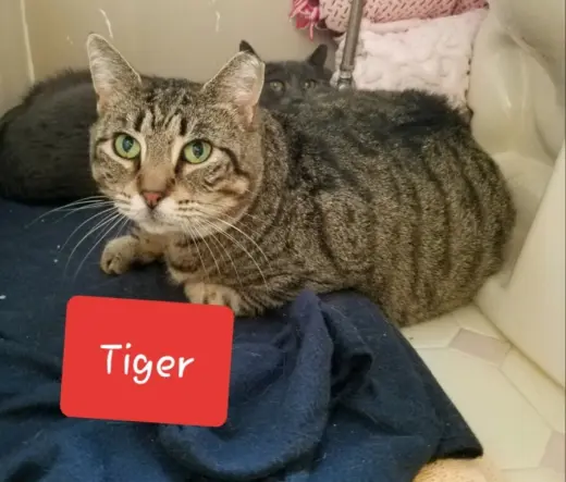Tiger