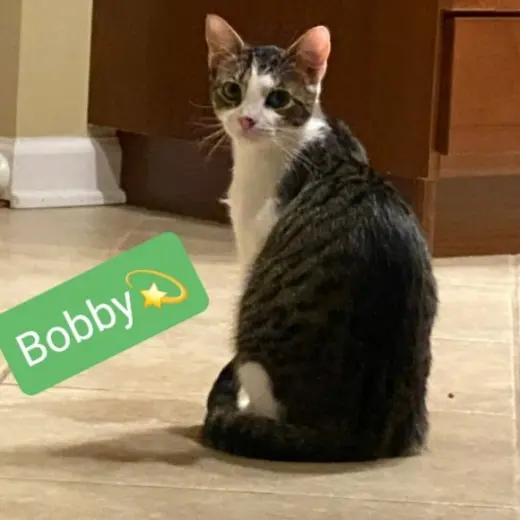Bobby