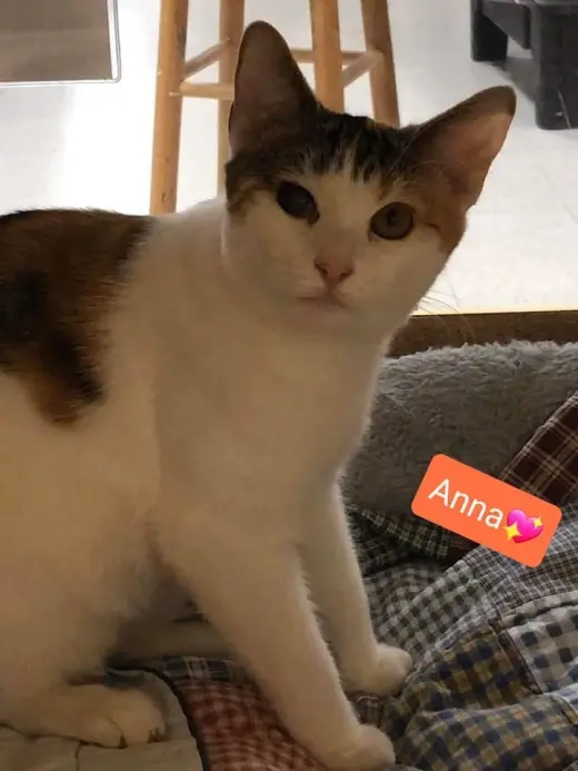 Anna