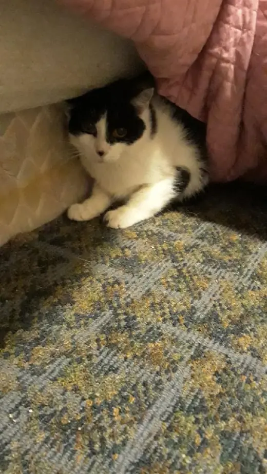 Patchy Bonded with Rosie