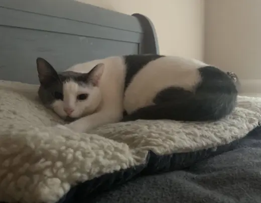 Gracie
