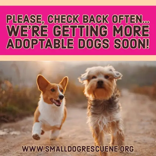 More Dogs Soon