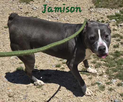 Jamison
