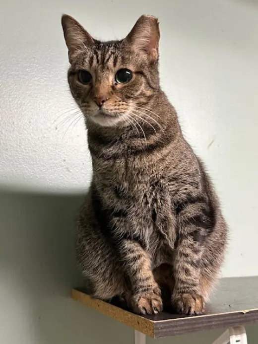 Mr Kat