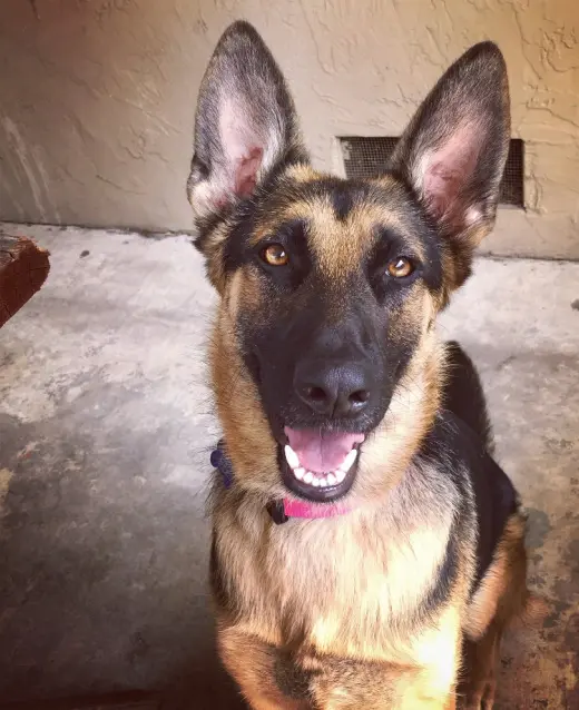Sadie