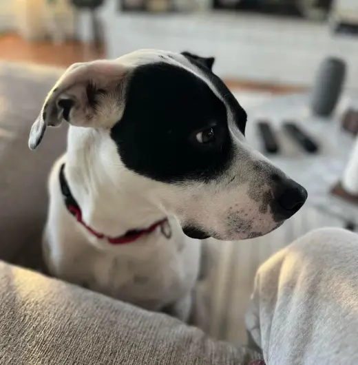 LOKI