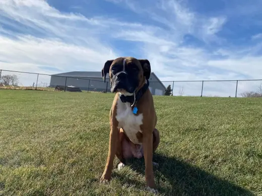Tyson - ADOPTION PENDING!!