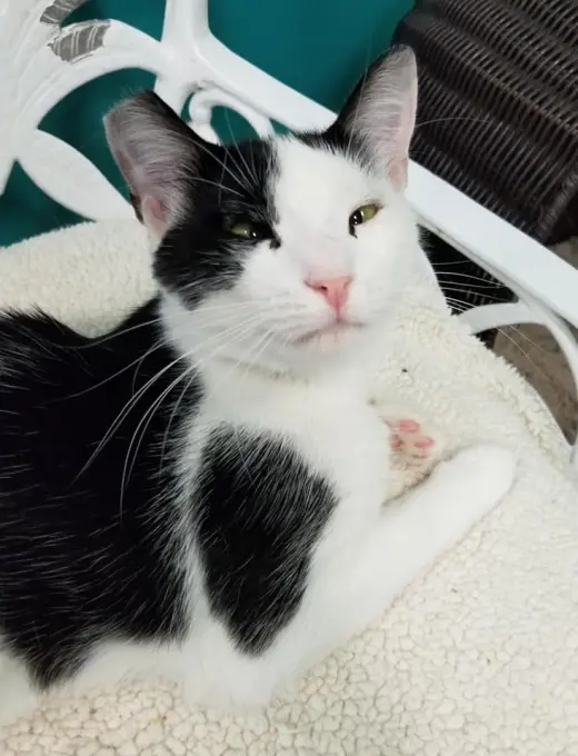 Mae Mae