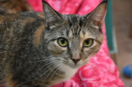 China Cat