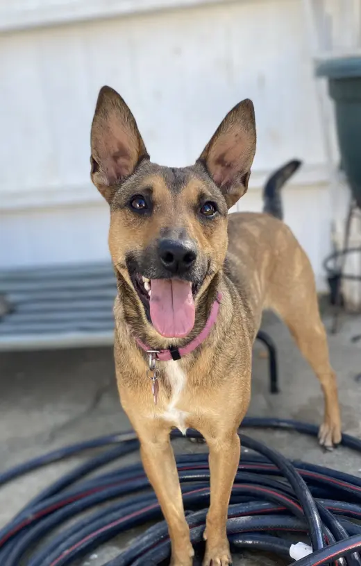 Athena