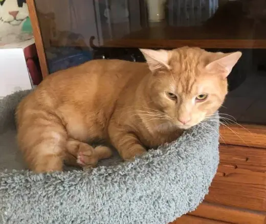 Opie MStar