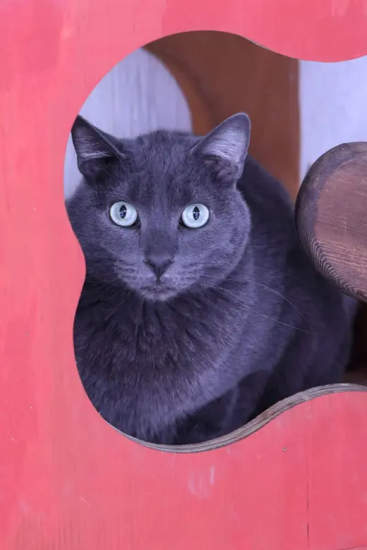OLI