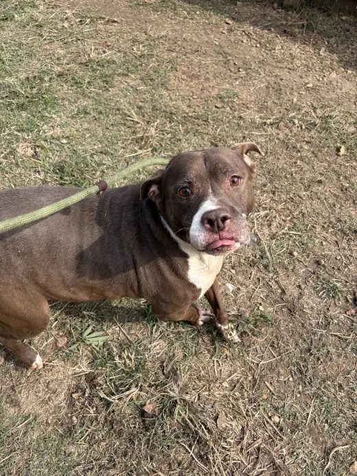 Butkus