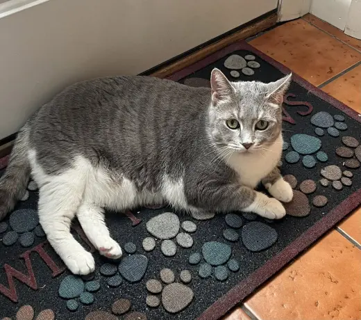 Breeze (FIV+)