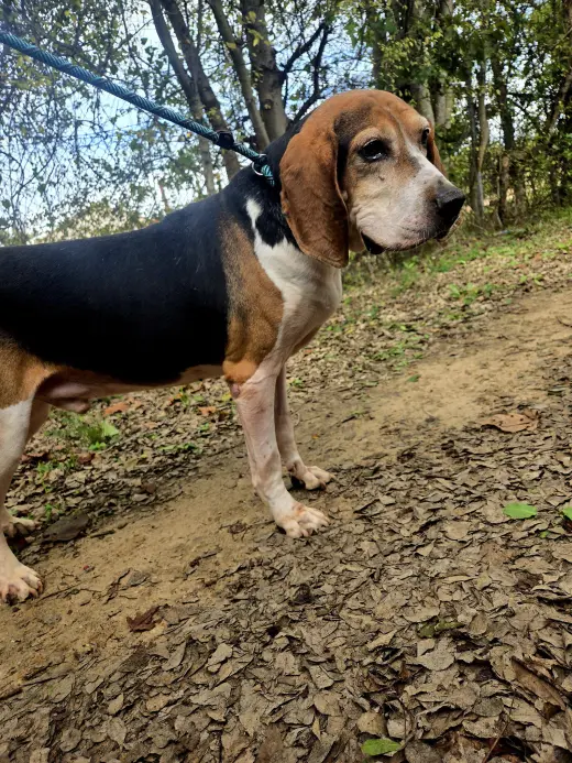 Rocko