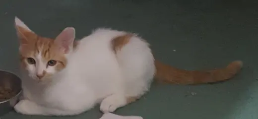 Jasper 2