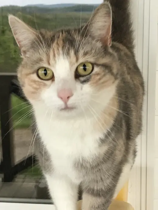 Lydia