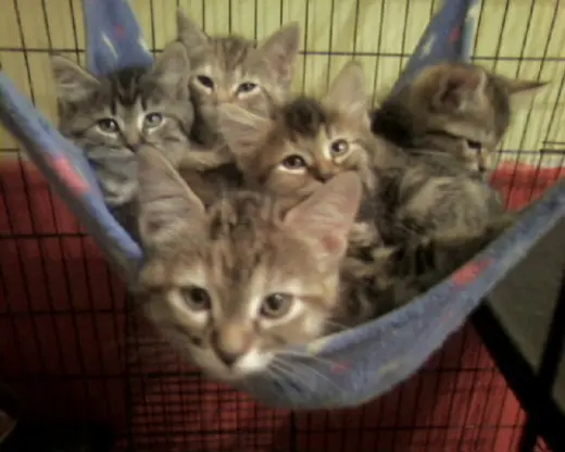 Foster Homes Needed (Kittens Pictured R Adopted)