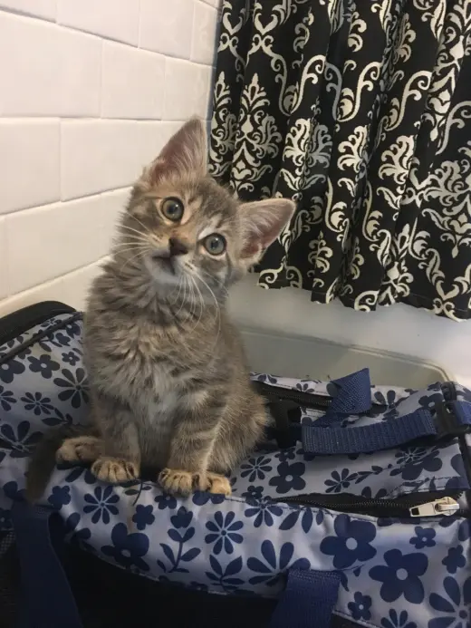 Thunder Cat (TC)
