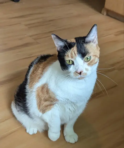 Miss Debbie