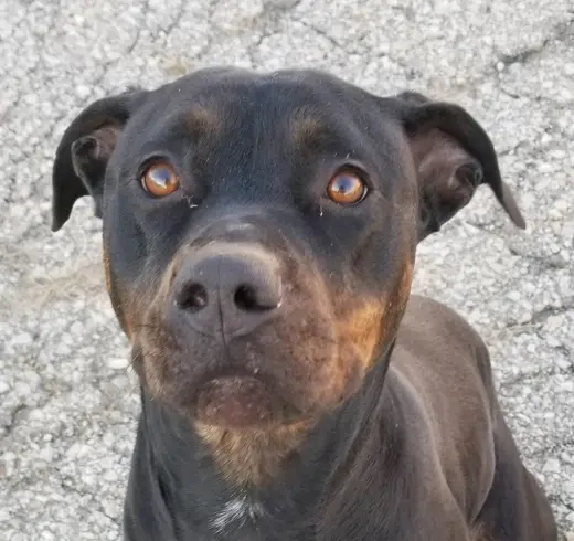 Bubba
