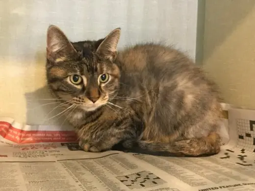 HENRIETTA