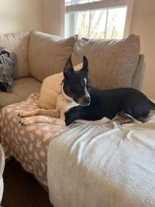 MAGGIE (SHIRLEY  - Boston Terrier mix)
