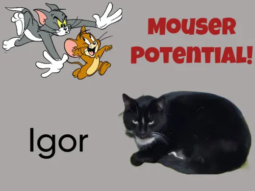 Igor
