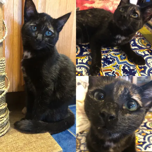 Twixxie