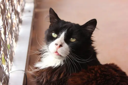 Duncan