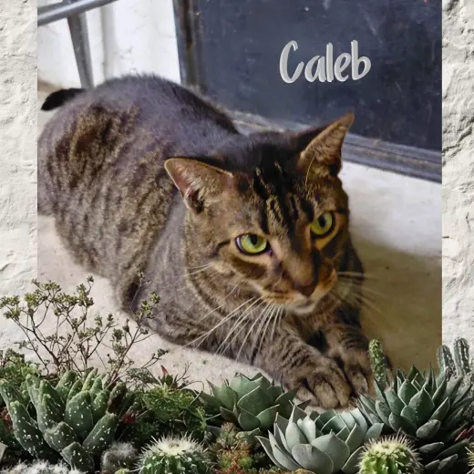 Caleb