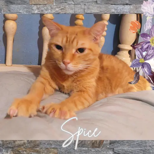 Spice (w/Sugar)