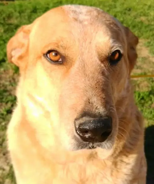 Brody