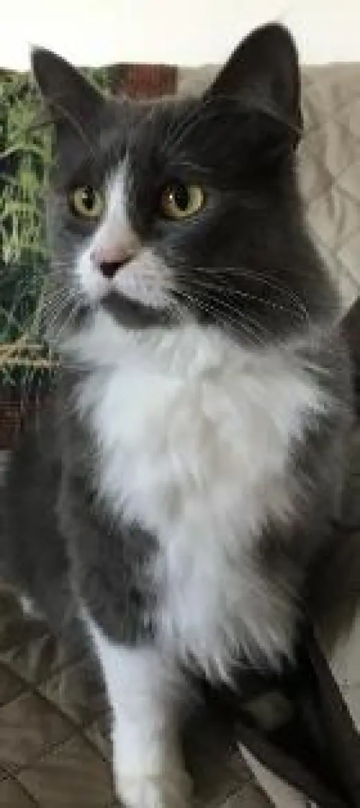 Morgan