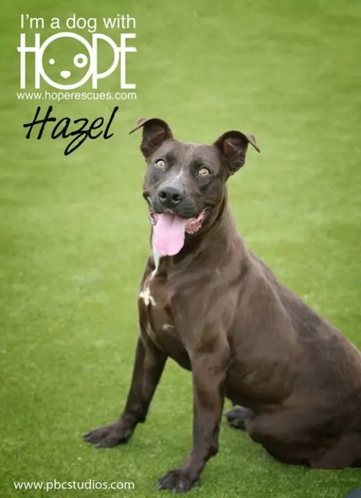 Hazel
