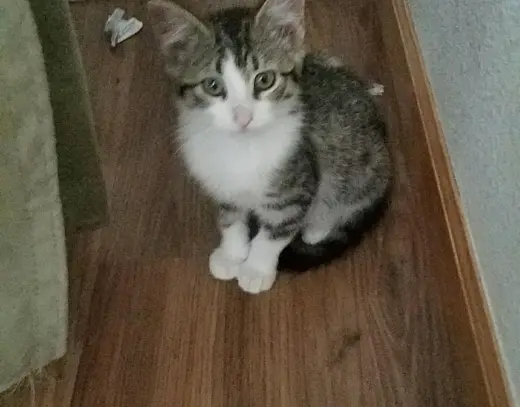 Autumns little kitten