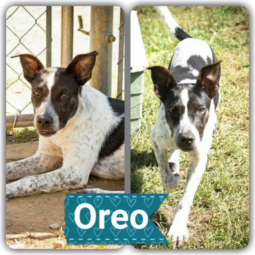 Oreo