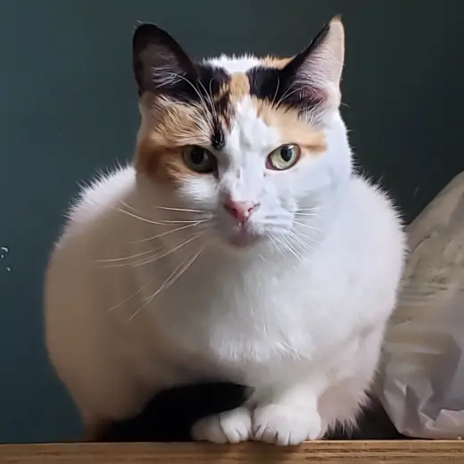 Freya