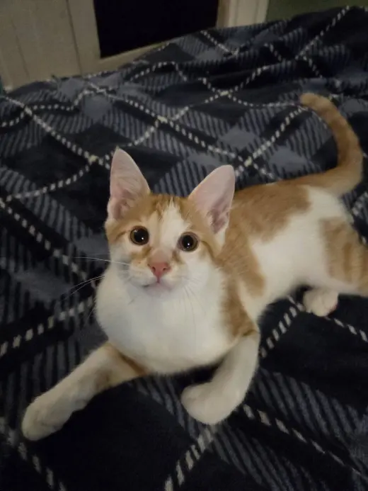 Ozzy (Kitty)
