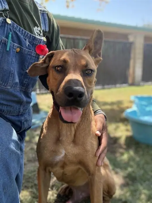 DUKE