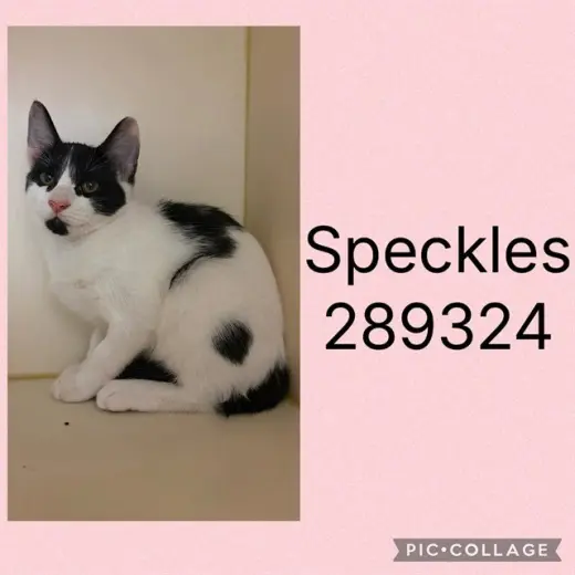 SPECKLES