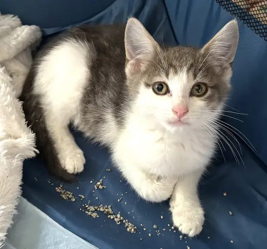 KITTEN SUPER STORMY