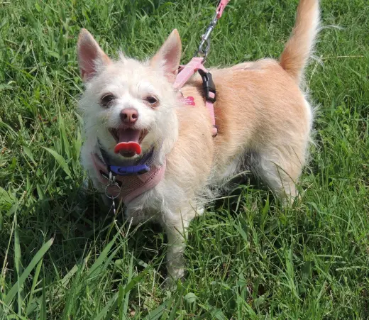 MARVELOUS MISSY