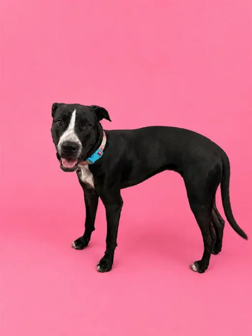 BELLA