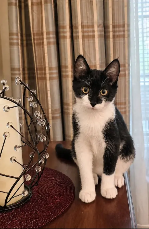 Figaro