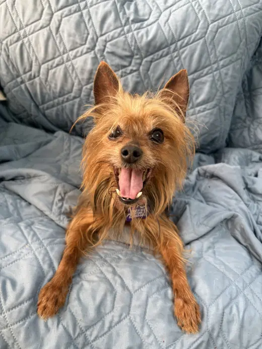 Gigi