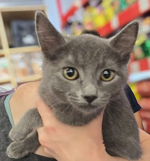 Roni